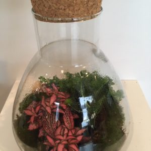 Terrarium