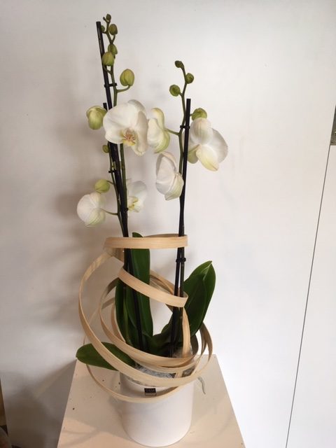 Orchidee-met-pot
