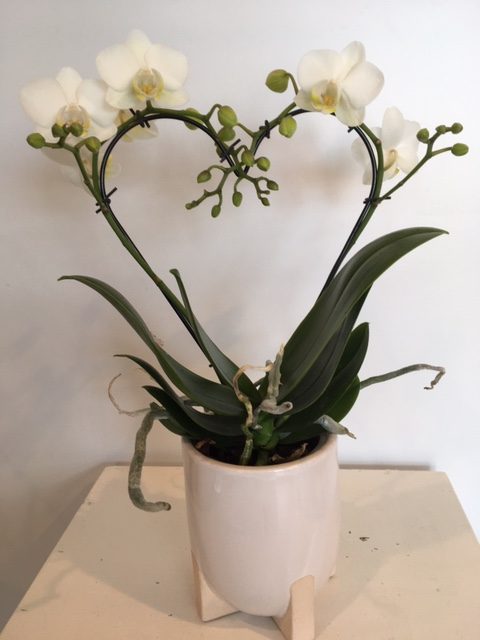 Orchidee wit hartje