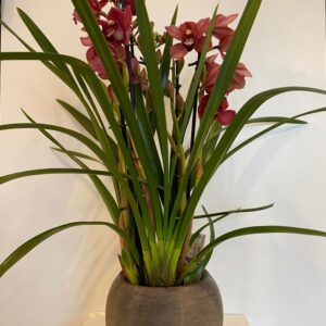 Cymbidium in pot